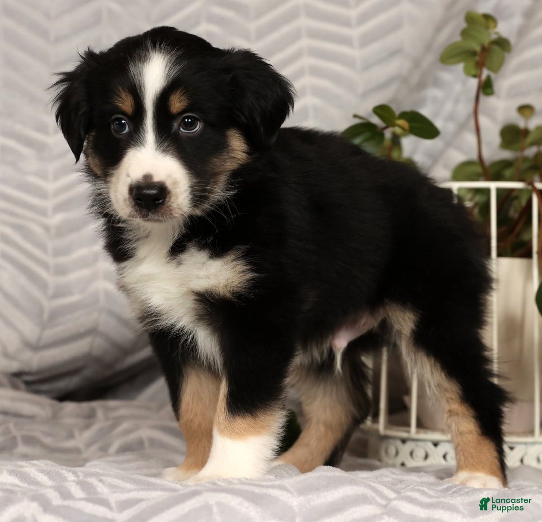 Miniature Australian Shepherd dogs for sale: Jimmy - Ad 3