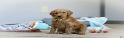 Standard Poodle dogs for sale: Bruno AKC - Ad 6