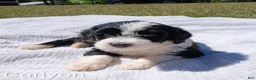 Mixed Breed dogs for sale: Canyon - Ad 6