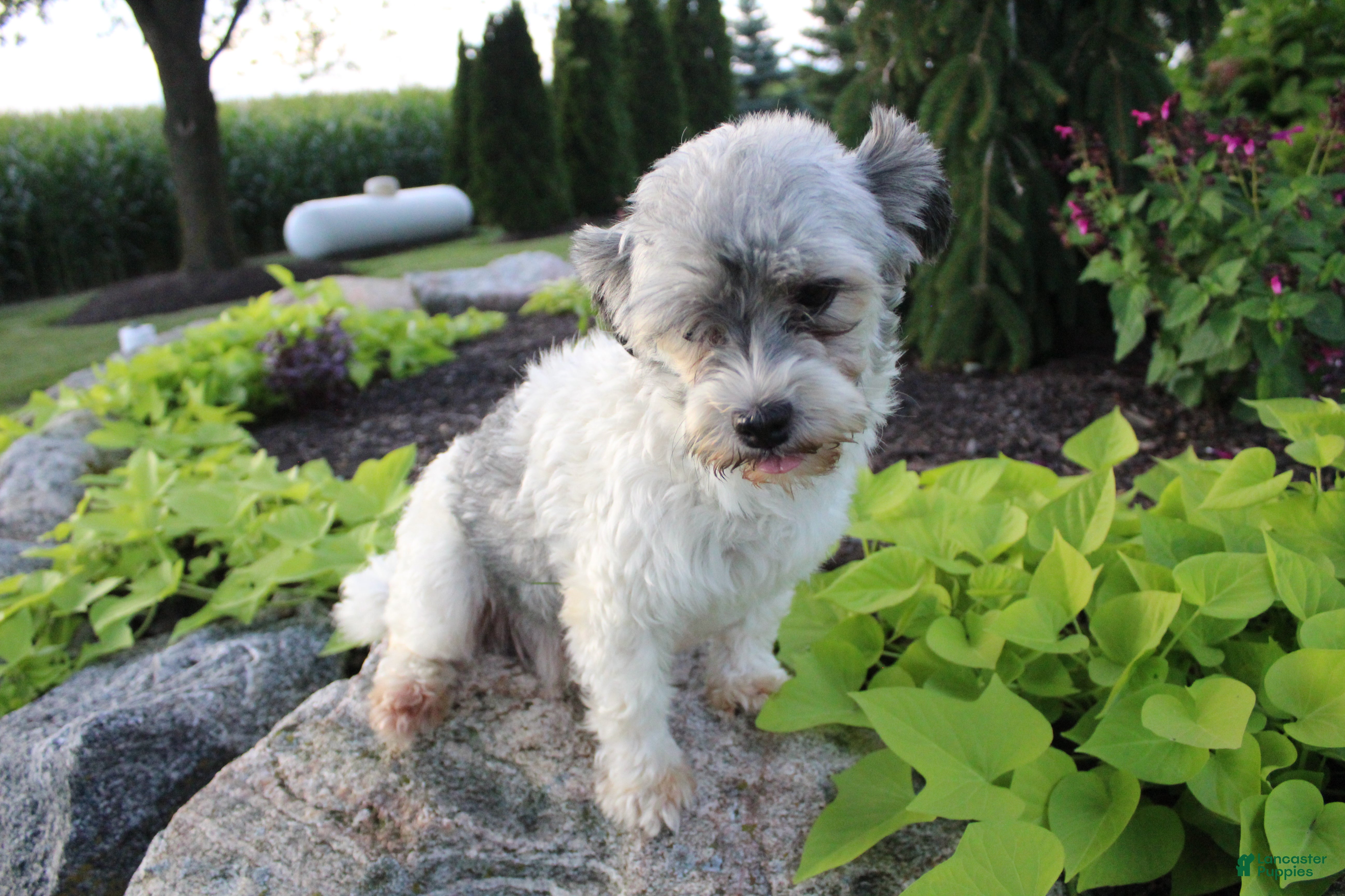 Havanese dogs Havanese Puppy 1 - Ad 21