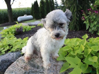 Havanese dogs Havanese Puppy 1 - Ad 21