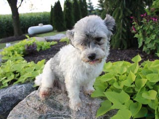 Havanese dogs Havanese Puppy 1 - Ad 22