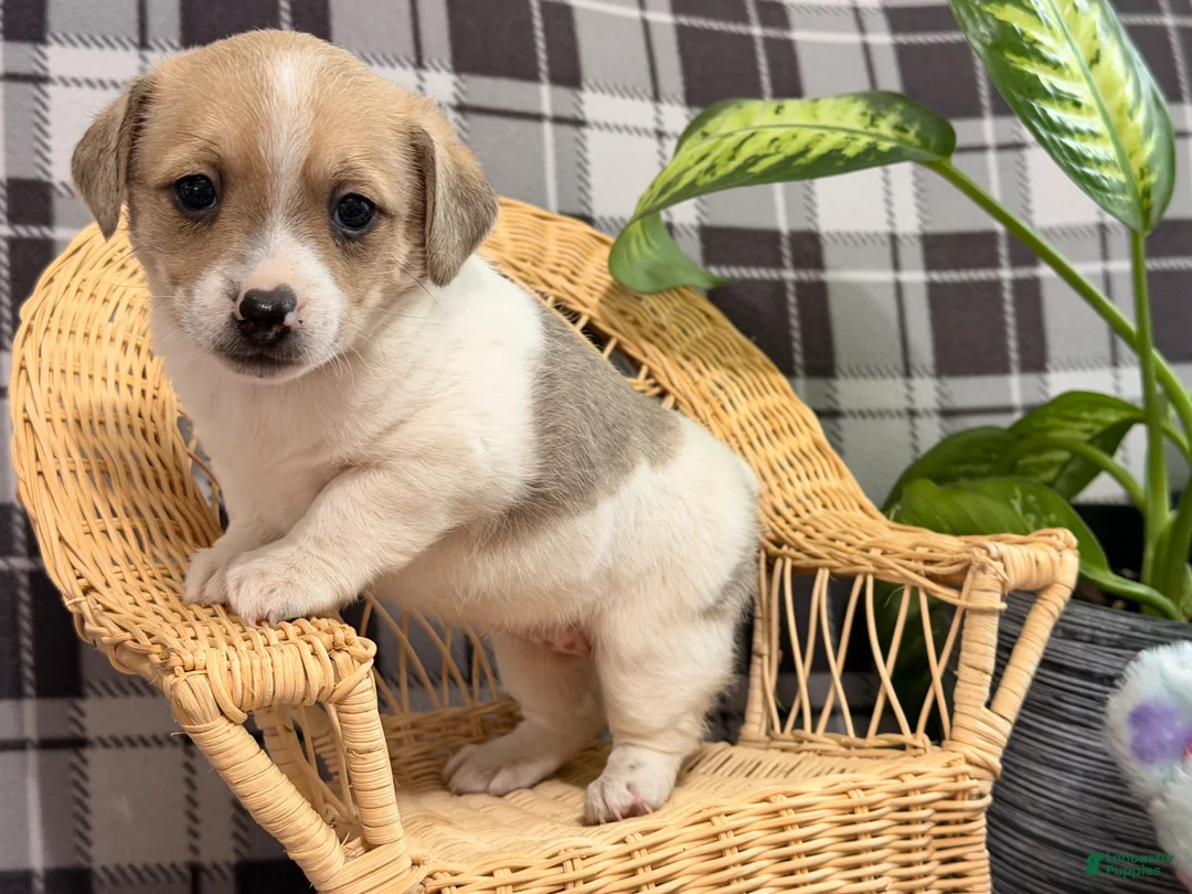 Jack Russell Terrier dogs for sale: Pansy - Ad 1