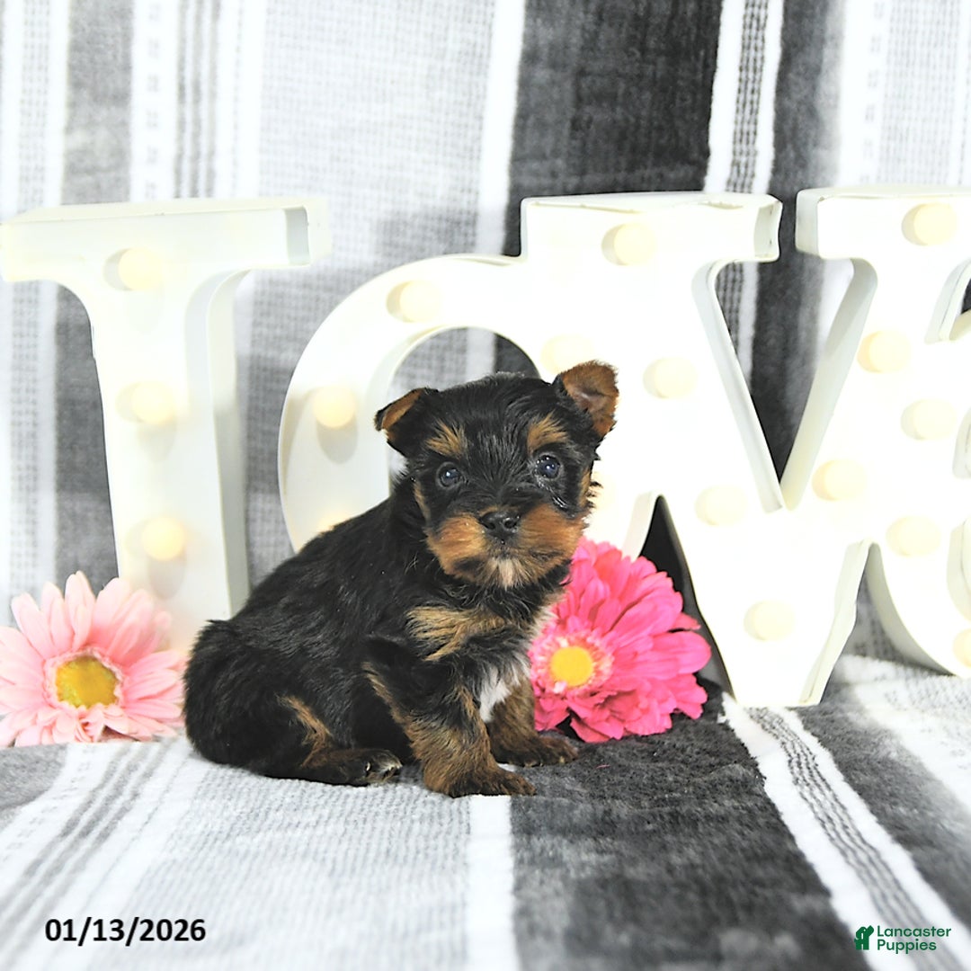 Yorkshire Terrier dogs for sale: Jett - Ad 5