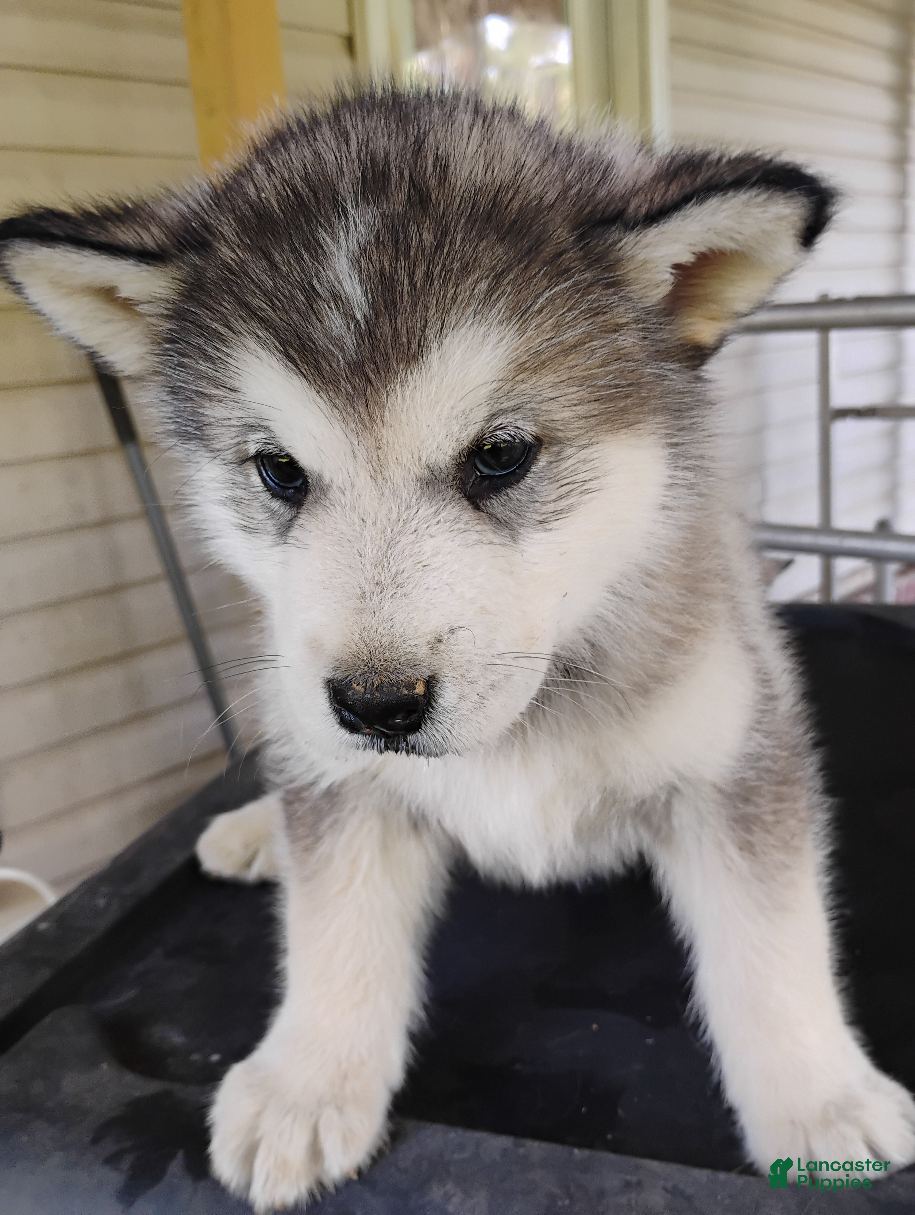 Alaskan Malamute dogs Alaskan Malamute Puppy 8 - Ad 6