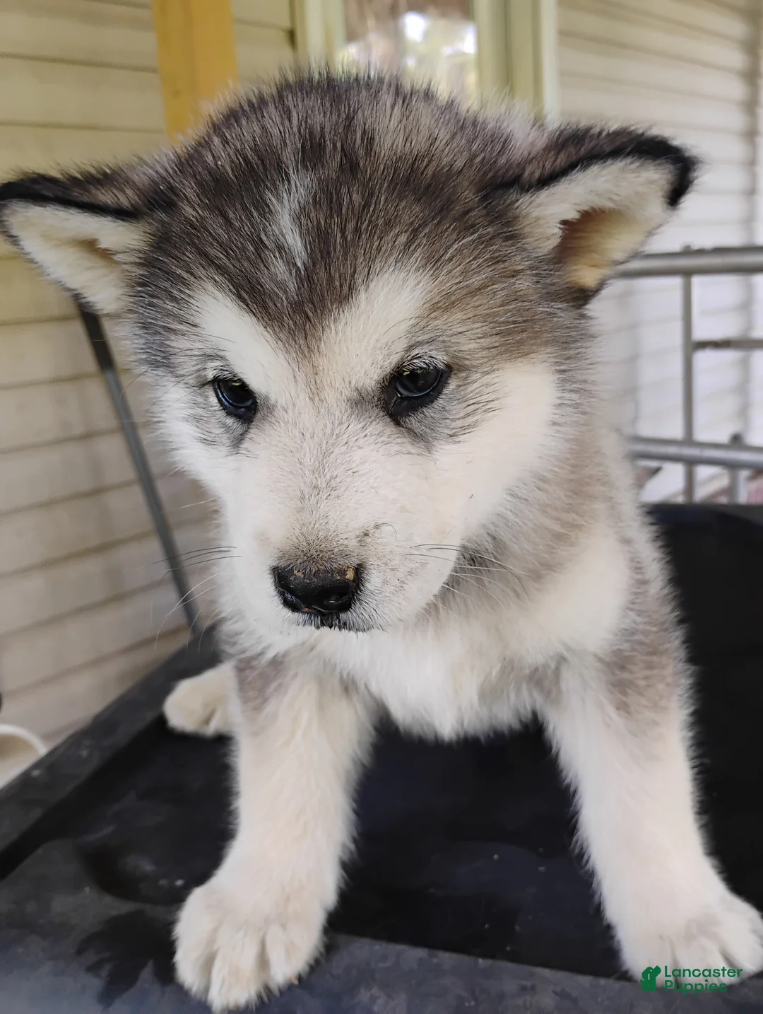 Alaskan Malamute dogs for sale: Alaskan Malamute Puppy 8 - Ad 1