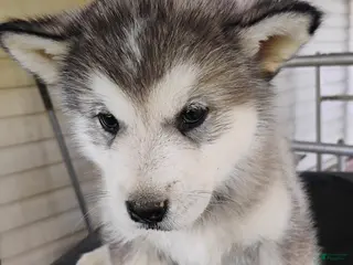 Alaskan Malamute dogs Alaskan Malamute Puppy 8 - Ad 6