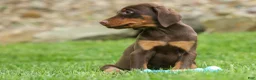 Doberman Pinscher dogs for sale:  Daisy (Red Rust) 🖤🐾 - Ad 11