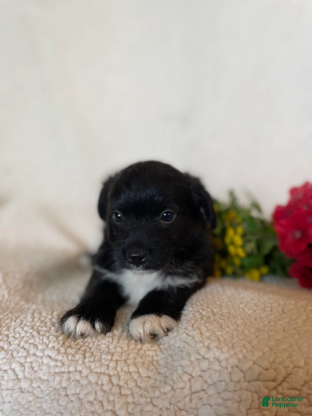 Corgipoo dogs for sale: Happy - Ad 1