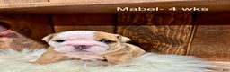 English Bulldog dogs for sale: Mabel - Ad 2