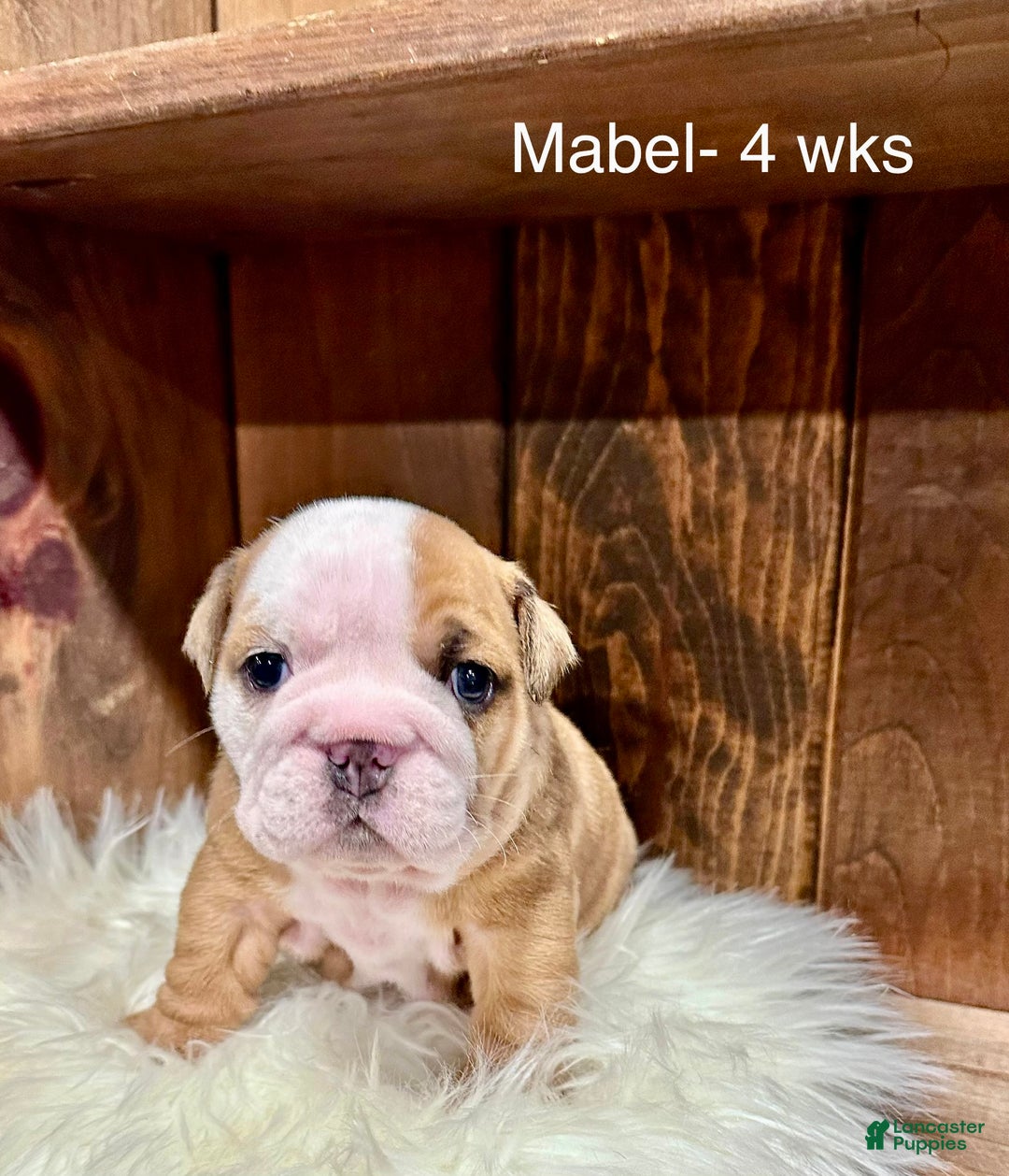 English Bulldog dogs for sale: Mabel - Ad 2