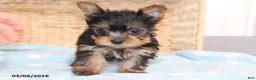 Yorkshire Terrier dogs for sale: Smokey - Teacup - Ad 3
