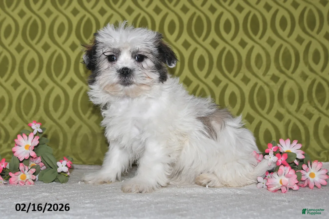 Teddy Bear dogs for sale: Jolly - Ad 4