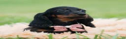 Miniature Dachshund dogs for sale: Felicia - Ad 2