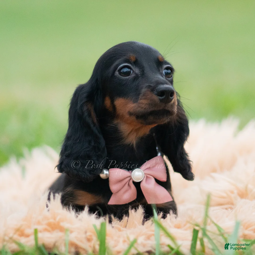 Miniature Dachshund dogs for sale: Felicia - Ad 2