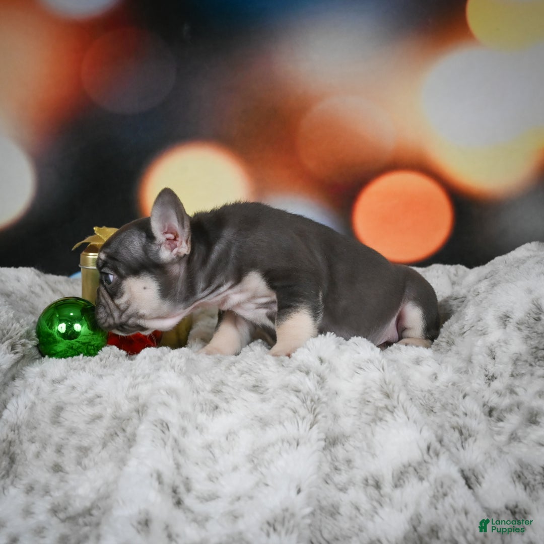 French Bulldog dogs for sale: Conrad - Ad 7