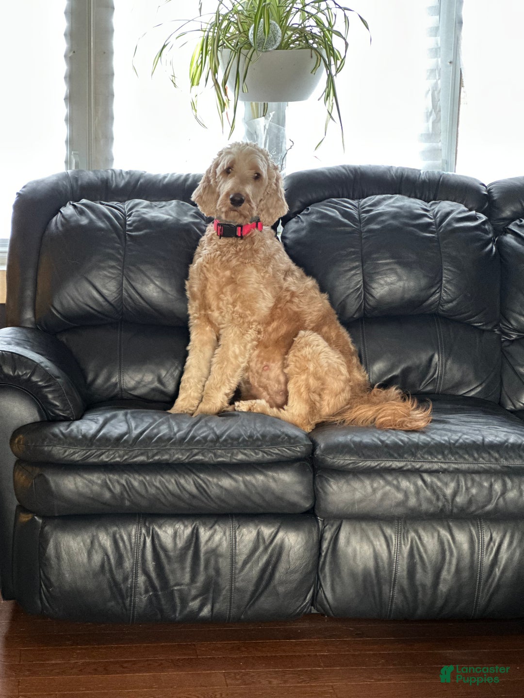 Irish Doodle dogs for sale: Irish Doodle Puppy 1 - Ad 3