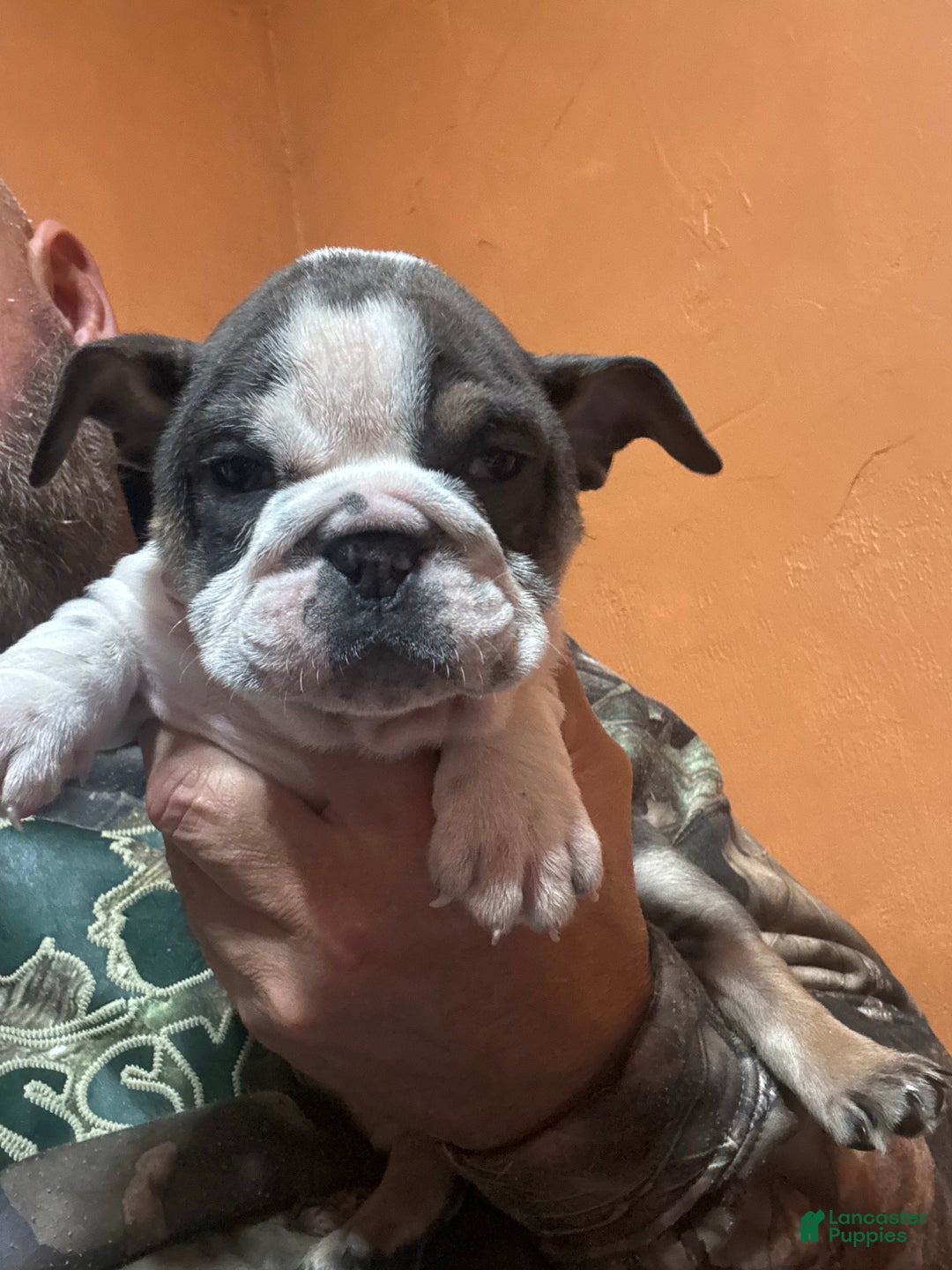 English Bulldog dogs for sale: Sally  - Ad 1