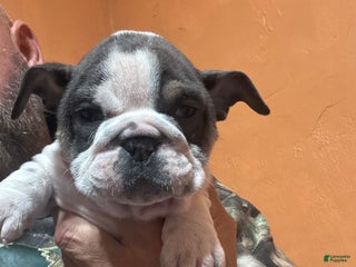 English Bulldog dogs Sally - Ad 1