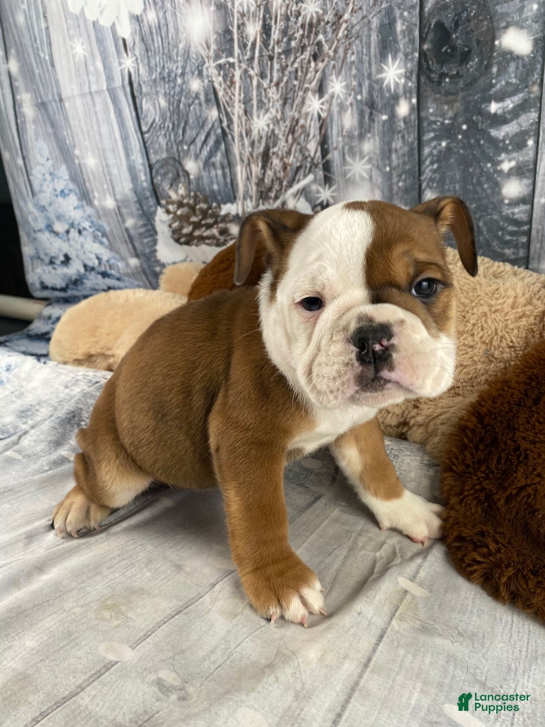 English Bulldog dogs for sale: Nora - Ad 8