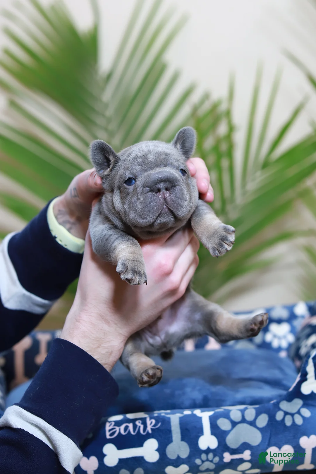 French Bulldog dogs for sale: Ralf  - Ad 7