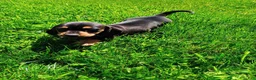 Miniature Dachshund dogs for sale: Dachshund Puppy 1 - Ad 3