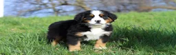 Bernese Mountain Dog dogs for sale: Casey - Ad 6