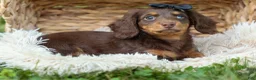 Miniature Dachshund dogs for sale: MAX - Ad 3