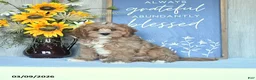 Cavapoo dogs for sale: Ivan - Ad 4