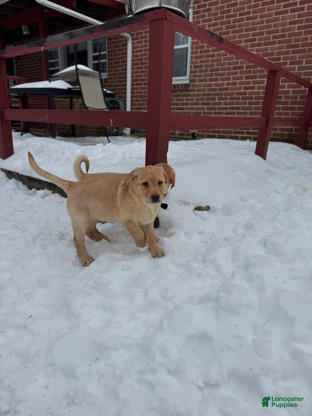 Goldador dogs for sale: Sadie - Ad 4