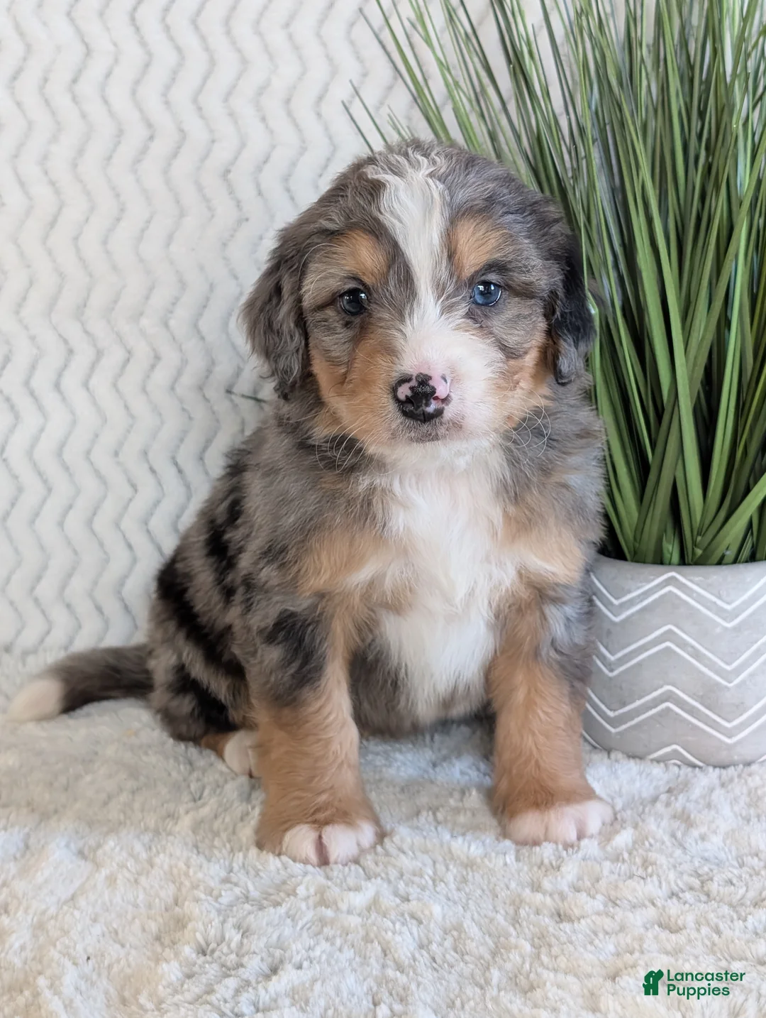 Mini Bernedoodle dogs for sale: Mini Niko  - Ad 13