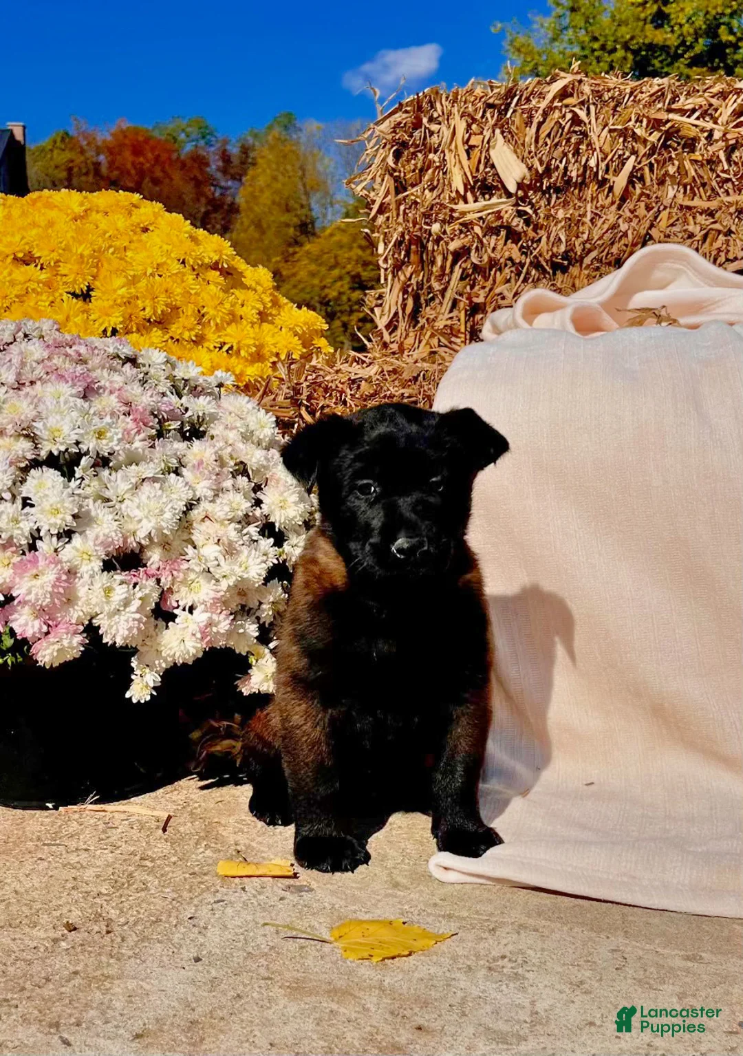 Belgian Malinois dogs for sale: Bianca❤️Mom and Dad are here to meet - Ad 1