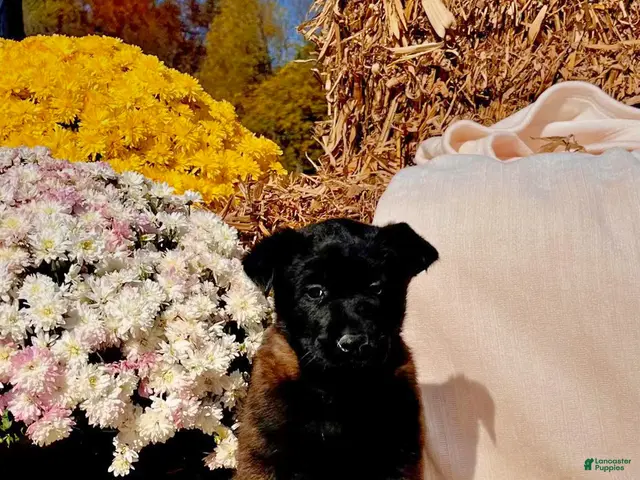 Belgian Malinois dogs for sale: Bianca❤️Mom and Dad are here to meet - Ad 1