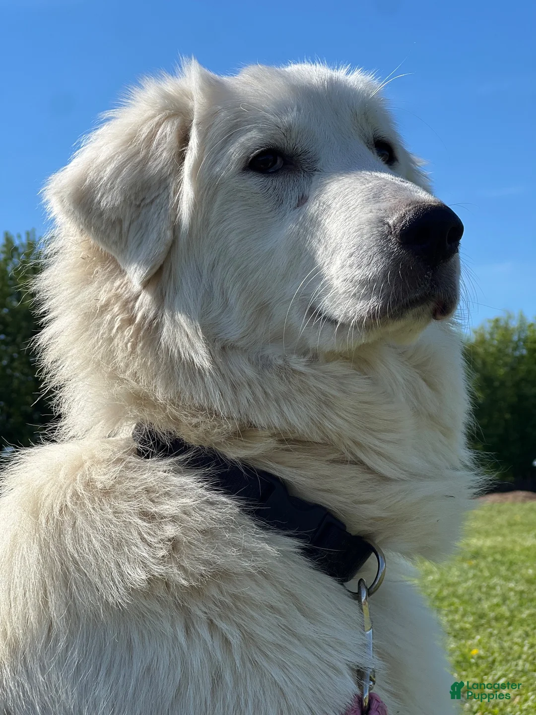 Great Pyrenees dogs for sale: Great Pyrenees Male aka Wasabi - Ad 2