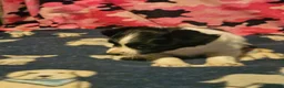 Chihuahua dogs for sale: Pearl - Ad 2