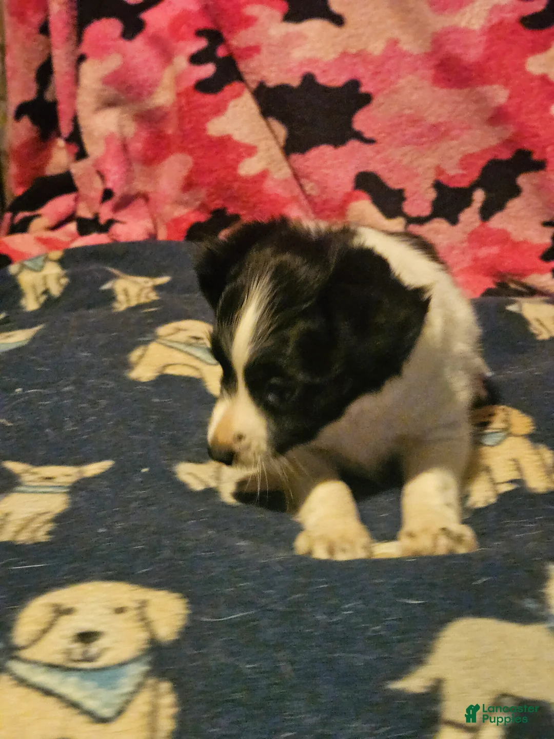 Chihuahua dogs for sale: Pearl - Ad 2