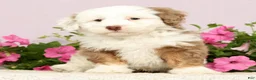 Mini Bernedoodle dogs for sale: Jayce - Ad 6