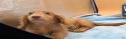 Miniature Dachshund dogs for sale: Ch Bred S.African/russian akc - Ad 18