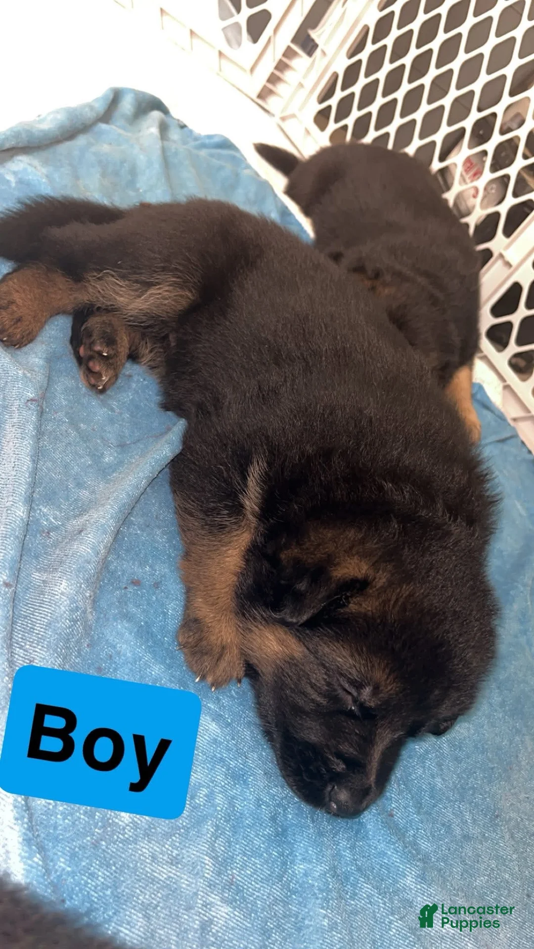 German Shepherd dogs for sale: Light Blue - Ad 2