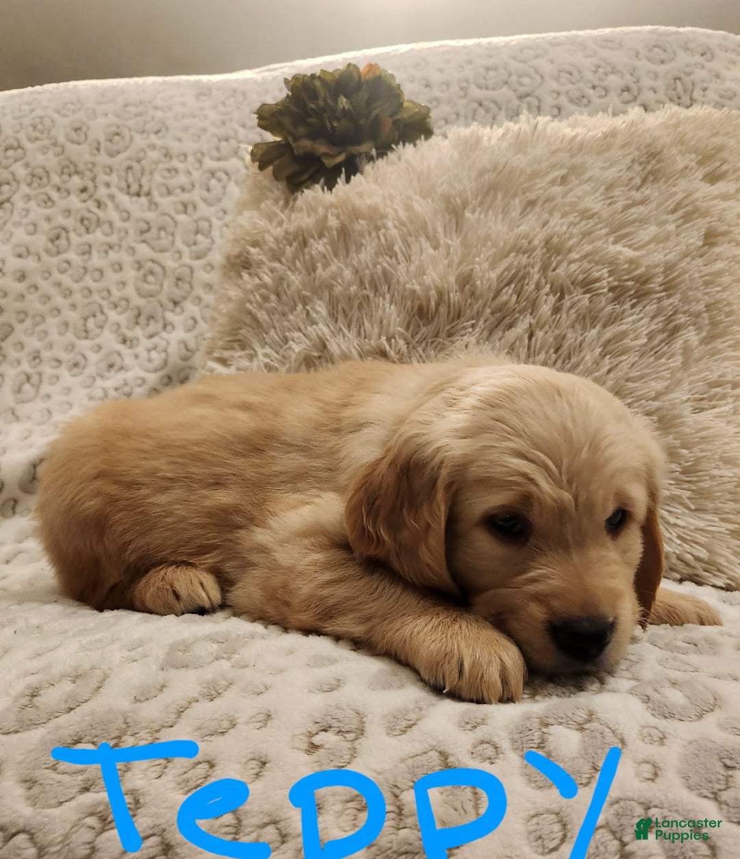 Golden Retriever dogs for sale: Golden Retriever Puppy Teddy - Ad 1