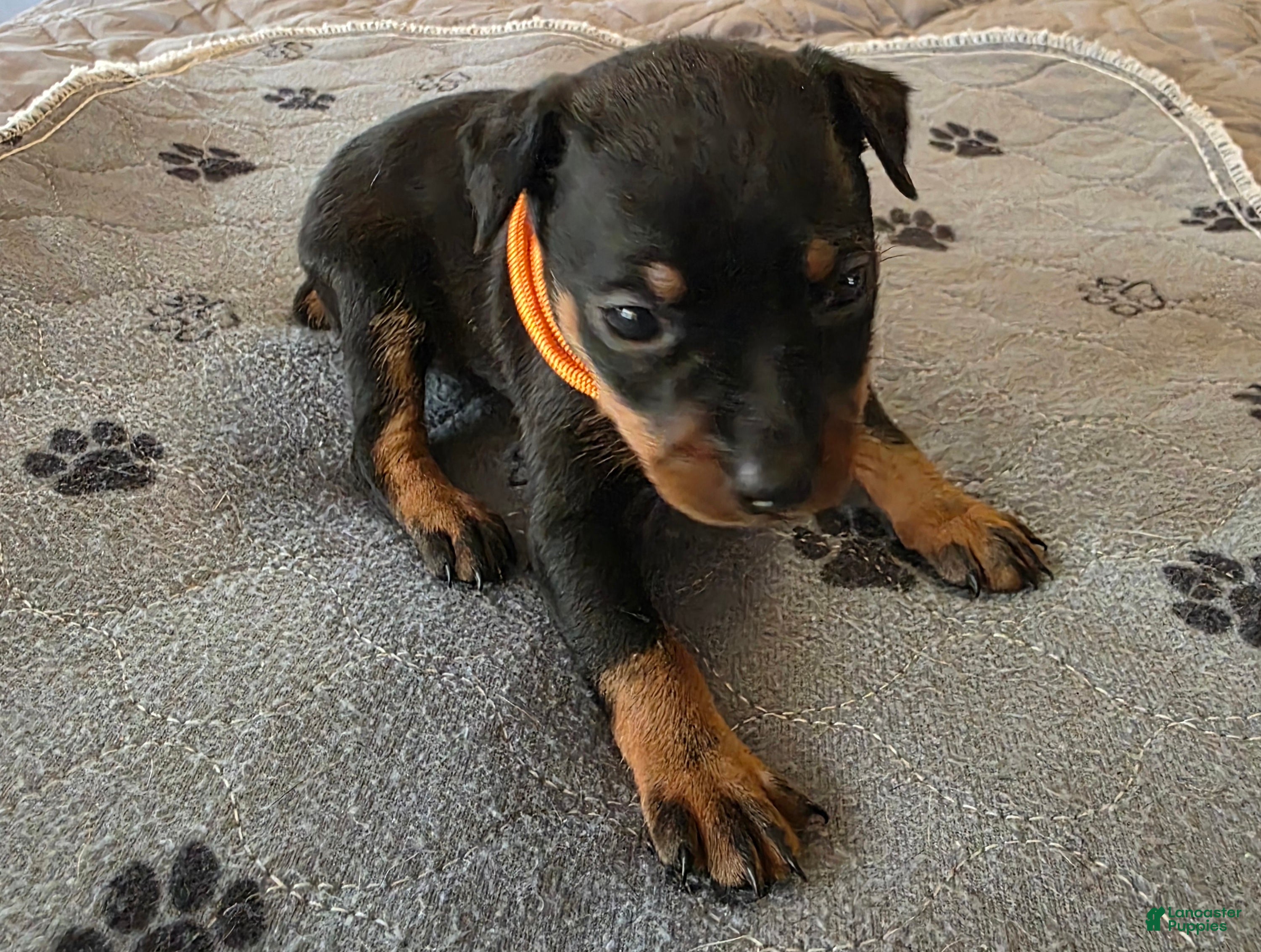 Miniature Pinscher dogs R-Orange  - Ad 1