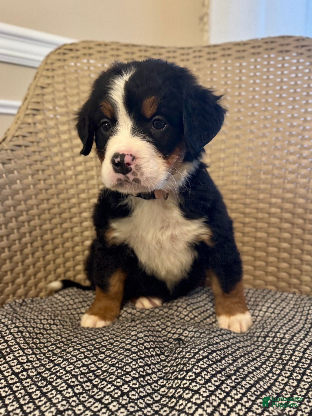 Bernese Mountain Dog dogs for sale: Rosie - Ad 1