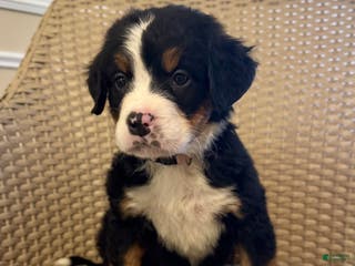 Bernese Mountain Dog dogs Rosie - Ad 29