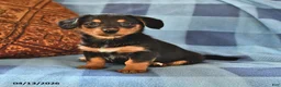 Miniature Dachshund dogs for sale: Mabel - Ad 1
