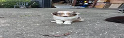 Australian Shepherd dogs for sale: Australian Shepherd 3 - Ad 3