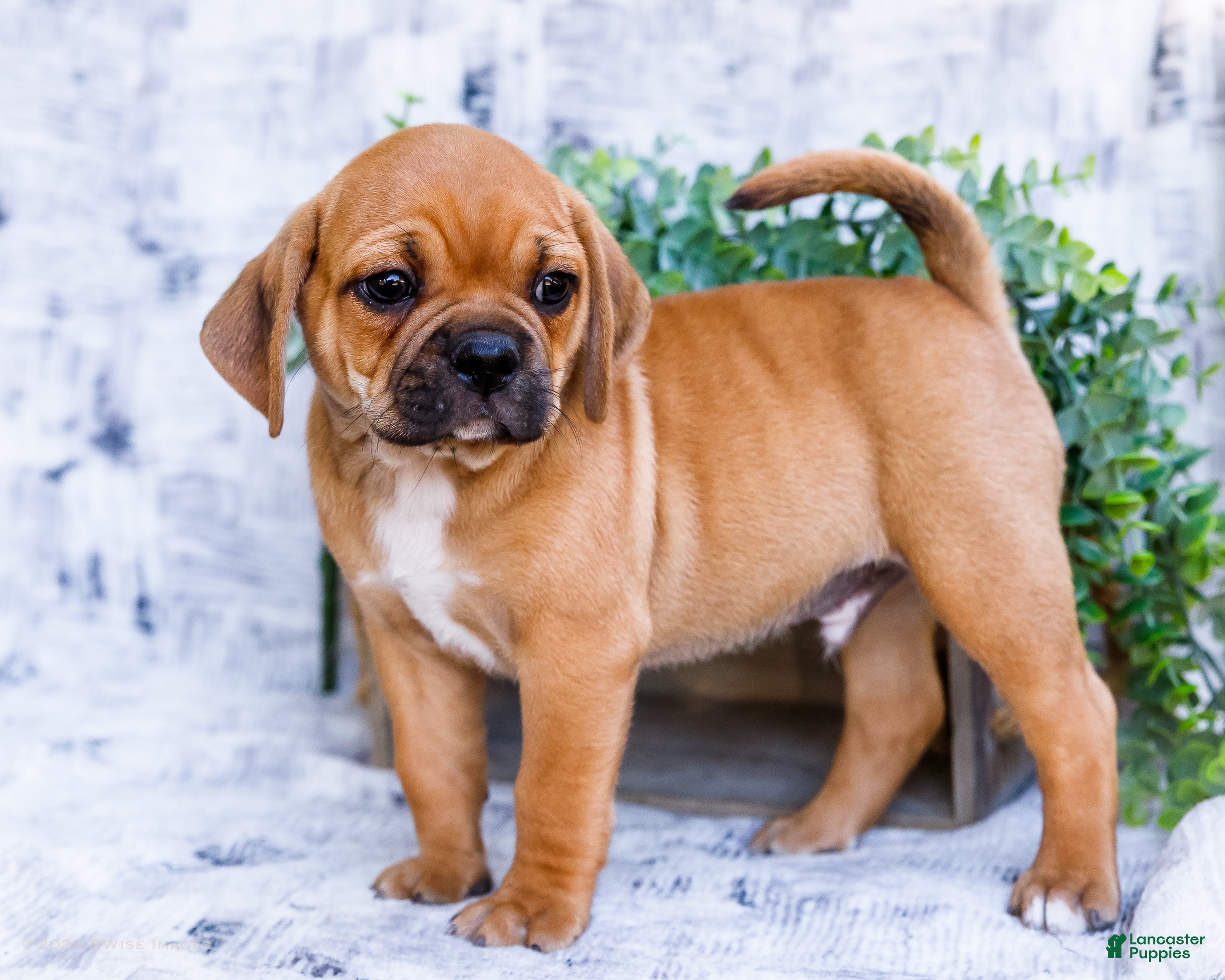 Terry (Puggle, Male) in Goshen, IN