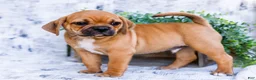 Puggle dogs for sale: Terry - Ad 1