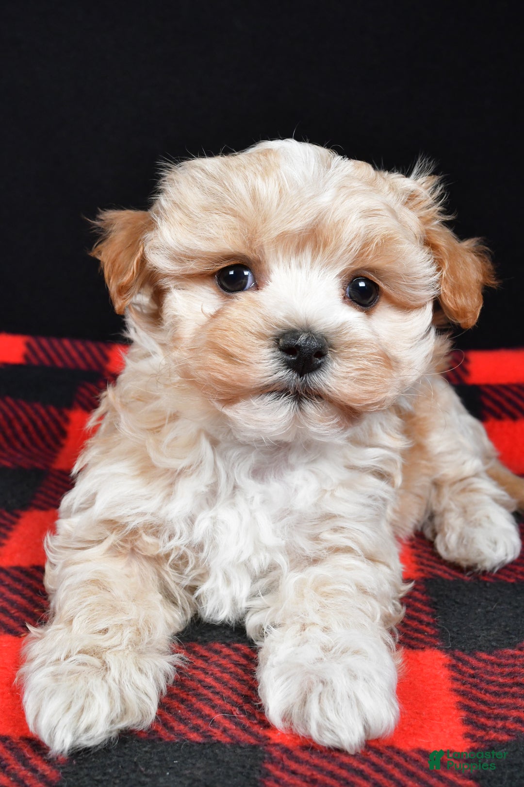 Maltipoo dogs for sale: Franklin - Ad 9