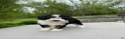 Miniature Poodle dogs for sale: Lihah - Ad 6