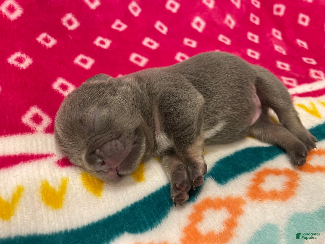 French Bulldog dogs for sale: French Bulldog Puppy 2 - Ad 3